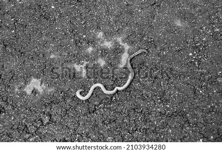 Red earthworm it live bait for fishing isolated on dark background, photography consisting of striped gaunt earthworm at asphalt, natural beauty from nature is live organism in body insect earthworm Royalty-Free Stock Photo #2103934280