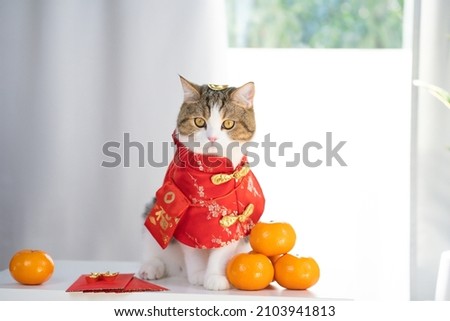 chinese new year concept with cat wearing red chinese traditional cloth sit with red envelope orange and gold on table Royalty-Free Stock Photo #2103941813