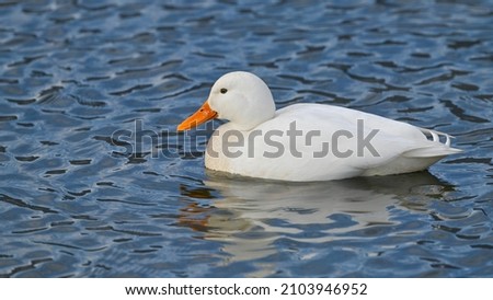 White duck swimming on the river, with blue sky background