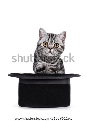 Cute little black silver blotched tabby cat, sitting behind magician black hat. Looking curious towards lens. One paw in air. Isolated on a white background.