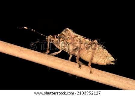 Side view of an Asian bedbug (Halyomorpha halys) standing on a branch.