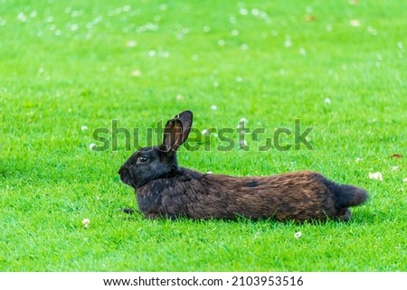 Little black rabbit on the green grass eating in summer Easter celebration beautiful pet animal.