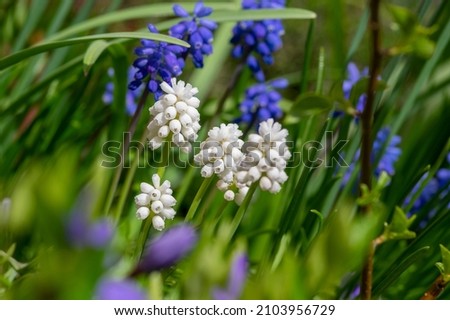 Muscari aucheri grape hyacinth white magic album in bloom, ornamental cultivated flowering springtime bulbous plants in sunlight Royalty-Free Stock Photo #2103956729