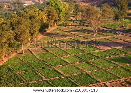 Pattern making in nature, as farms are decorated like these in India