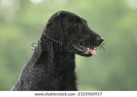 flat Coated Retriever wet sommer Royalty-Free Stock Photo #2103960917