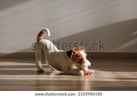 Cute four months old wire haired Jack Russel terrier puppy playing with orange rubber ball. Adorable rough coated pup chewing a toy on a hardwood floor. Close up, copy space, wood textured background. Royalty-Free Stock Photo #2103986180