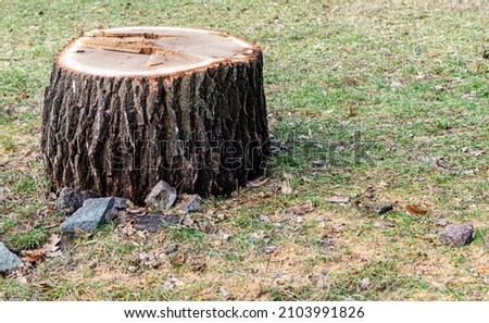 Stump of freshly cut large tree on background of green grass Royalty-Free Stock Photo #2103991826