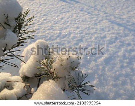 White snow and natural sunlight. Beautiful winter texture background.