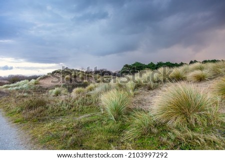 Picture of wndy dune landscape in Hollands Duin near Noordwijk in the Dutch province of South Holland with perspective view along shell path against background blue sky with veil clouds