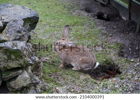 a rabbit crawls out of its burrow