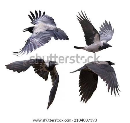 flying grey crows isolated on white background