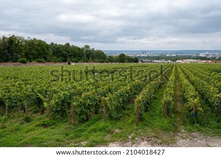 View on green vineyards of famous champagne houses in Reims, Champagne, France