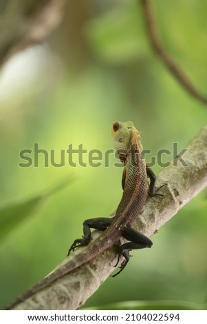 reptile animal lizard  pet green Royalty-Free Stock Photo #2104022594