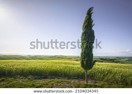 Monteroni d'Arbia, cypress tree and wheat field along the route of the via Francigena. Siena province, Tuscany. Italy, Europe. Royalty-Free Stock Photo #2104034345