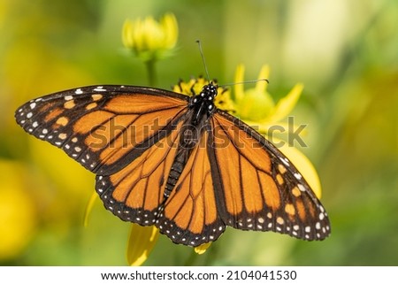 Close-up of monarch butterfly (Danaus plexippus ) sipping nectar from yellow wild sunflower, Pennsylvania Royalty-Free Stock Photo #2104041530