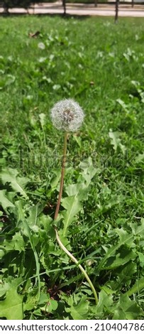 Dandelion standing alone on summer grass