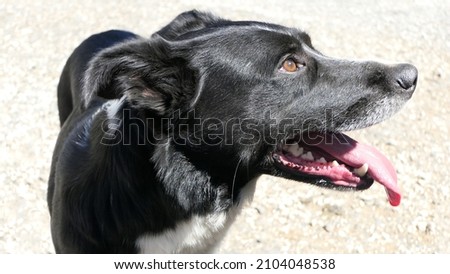 Border Collie Sheepdog with a long tongue on a sunny day

