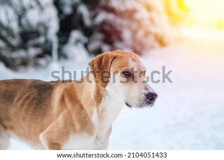 Hunting Russian hound dog on the background of a winter forest. A thin, emaciated mongrel freezes on the road. Royalty-Free Stock Photo #2104051433