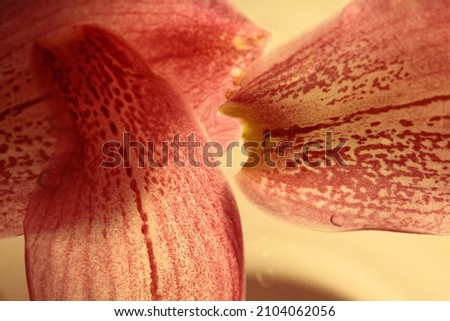 Petals of a orchid flower in water. Royalty-Free Stock Photo #2104062056