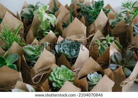 Indoor plant store. A large set of indoor small plants. Flower shop. Succulents in an eco paper bag. Eco friendly reusable eco bag and succulents. Houseplants. Royalty-Free Stock Photo #2104070846