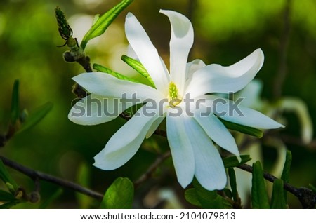 Spring background white flower of magnolia and green leaves close up