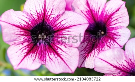 Petunia macro photography. Petunia stamens close-up. Pink with purple garden flower.
