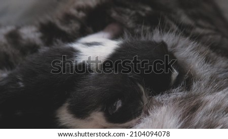 little infant kittens suckle the breast of the mother of cat, breastfeeding of child pets, happy family cat life, children of daughter and son, mother, nurse of healthy growth of fluffy kid, teamwork