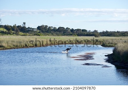 Kangaroo jumping in the river in Australia