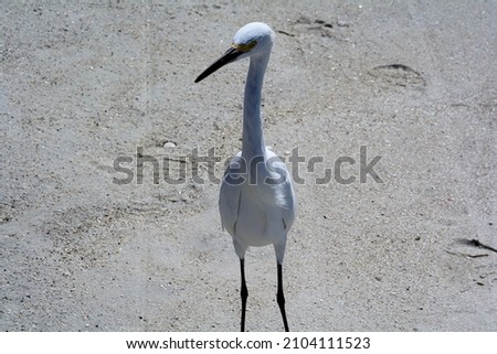 a bird at Bonita Springs Beach Florida