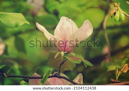 Blossoming of pink magnolia flowers with green leaves in spring time, floral natural seasonal background