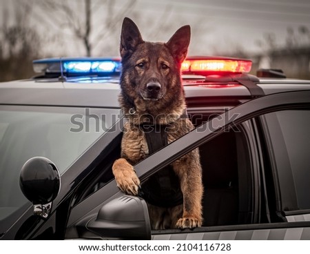 K9 dog police on duty Royalty-Free Stock Photo #2104116728