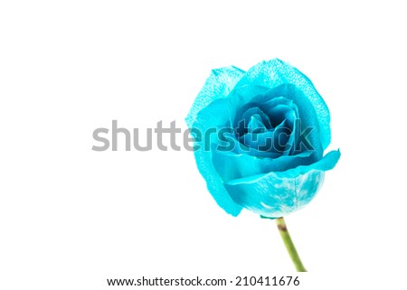 Blue rose isolated on white
