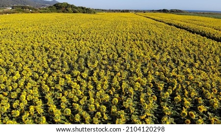 Aerial view above to the sunflowers field at sunset. Top view onto agriculture field with blooming sunflowers. Summer landscape with big yellow farm fields with sunflowers in Carreço, Portugal.