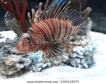 Incredible Lion Fish in clear water