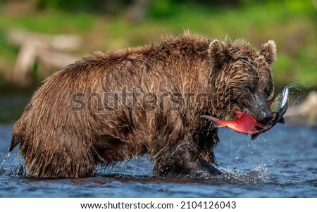 Brown Bear with fish. Kamchatka brown bear fishing for salmon at the river. Wild adult brown bear and the Sockeye salmon caught. Natural habitat. Kamchatka brown bear, Ursus Arctos Piscator. Royalty-Free Stock Photo #2104126043