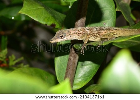 Anolis aeneus (bronze anole) lizard on the leaf of an Ixora tree in Trinidad.
