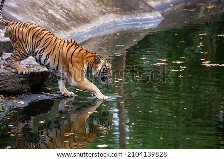The Asian tiger is resting by the swamp.