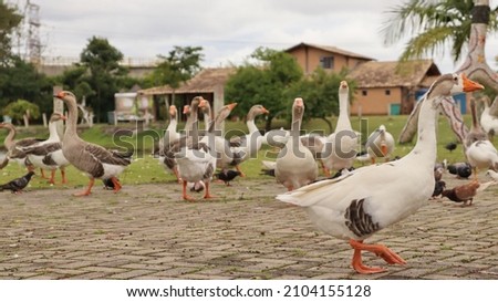 Ducks in a park. 

Photo made 09 Jan 2022 in Mogi das Cruzes - São Paulo - Brasil  