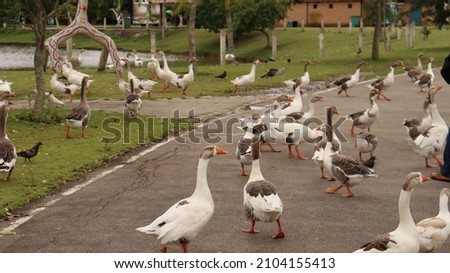 Ducks in a park. 

Photo made 09 Jan 2022 in Mogi das Cruzes - São Paulo - Brasil  