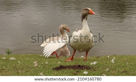 Ducks in a park. 

Photo made 09 Jan 2022 in Mogi das Cruzes - São Paulo - Brasil 