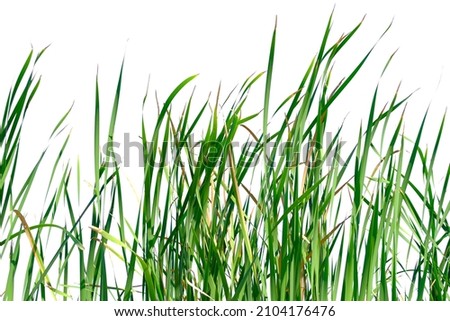 Long green grass and reeds isolated on white background with copy space Royalty-Free Stock Photo #2104176476