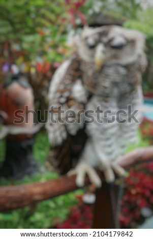 defocuse of blurred background of owl perching on branch 