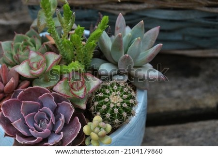 Composition of succulents in pots on a wooden background.
