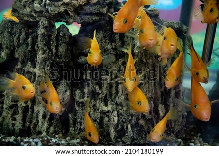 Goldfish in the aquarium. Nature. Water.