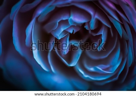Botanical concept, wedding invitation card - Soft focus, abstract floral background, blue roses. Macro flowers backdrop for holiday brand design Royalty-Free Stock Photo #2104180694