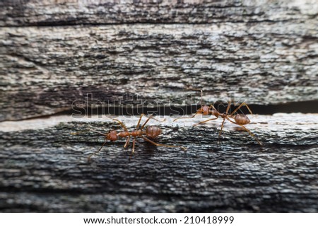 ants walking on a wood