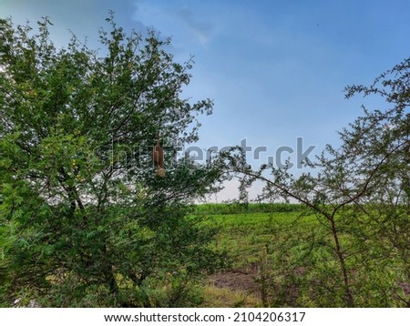 Stock photo of Baya Weaver birds nest constructed from dry grass, hanging on the tree branch. Blue sky and farmland on the background Picture captured under bright sunlight at Gulbarga, Karnataka.