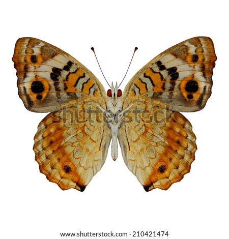 Beautiful Blue Pansy butterfly lower wing profile isolated on white background at Khao Yai National Park, Thailand (Junonia orithya)
