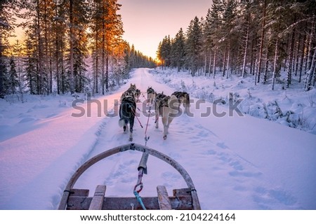 husky pulling the sled during a beautiful sunrise 