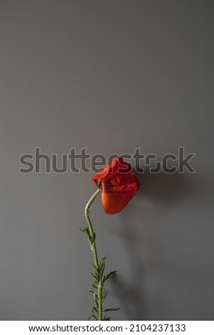 Beautiful red poppy flower on grey background. Aesthetic minimalist floral concept with copy space. Creative still life summer, spring background